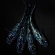 画像3: 【現物個体】孔雀青 背ビレ無し 上物若魚2ペア　A34 (3)