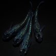 画像4: 【現物個体】孔雀青 背ビレ無し 上物若魚2ペア　A5 (4)