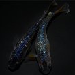 画像1: 【現物個体】グラデーションラメ 1ペア　A6 (1)