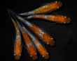 画像3: 【現物個体】紅白ラメ 3ペア　A45 (3)