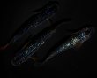 画像3: 【現物個体】グラデーションラメ 雄1.雌2　A23 (3)